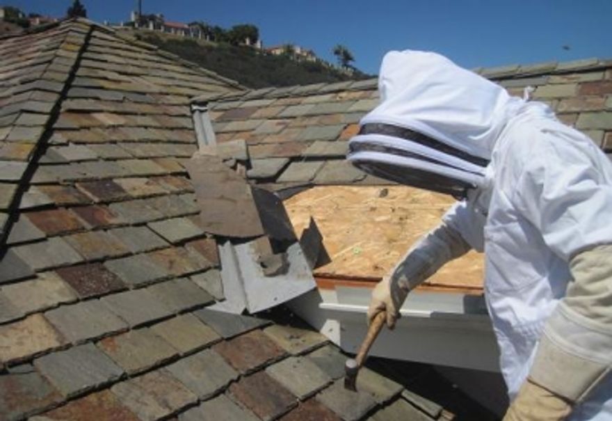 Anthony The Wasp and Bee Man