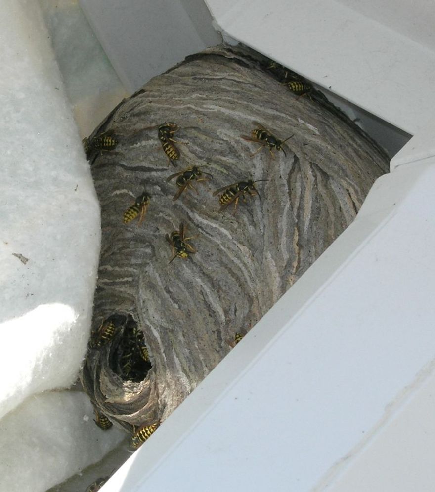 Bee and Wasp Removal Services